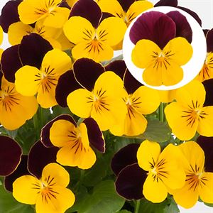 Bild von Viola P9 kleinbloemig Yellow Burgundy Jump Up